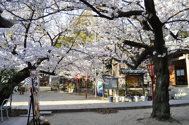 2014大阪賞櫻 自助旅行