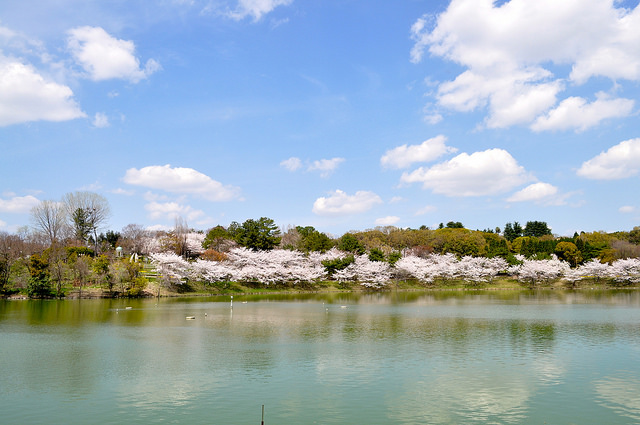 2014大阪賞櫻 自助旅行
