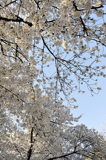 2014大阪賞櫻 自助旅行