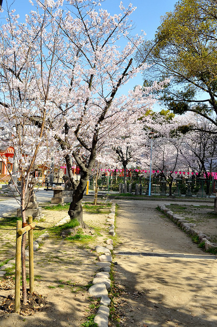 2014大阪賞櫻 自助旅行