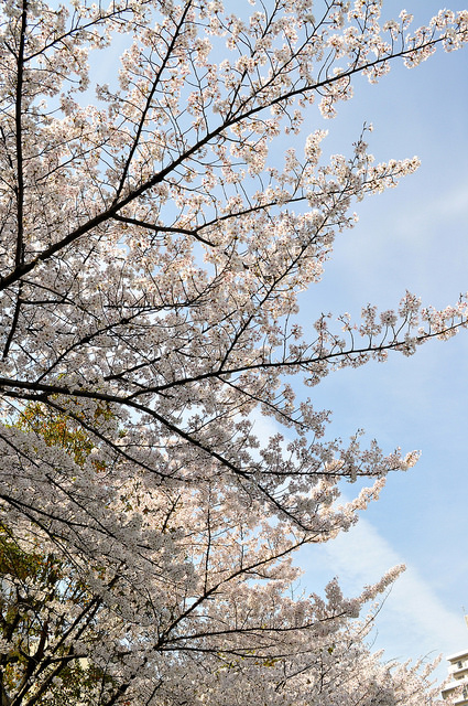 2014大阪賞櫻 自助旅行