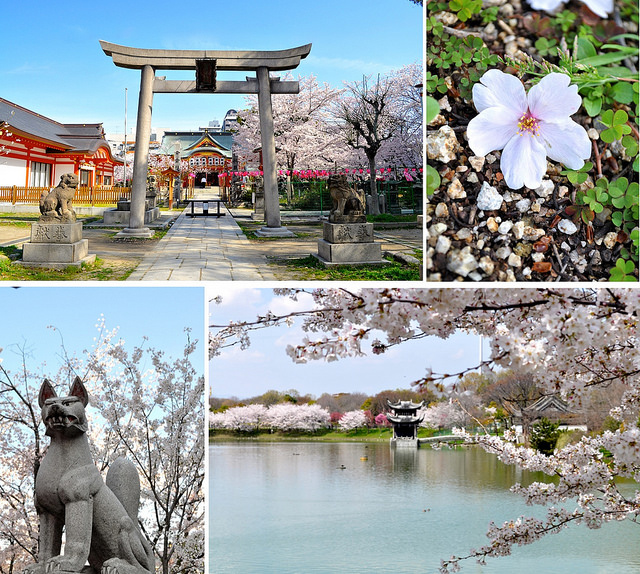 2014京版賞櫻自助旅行