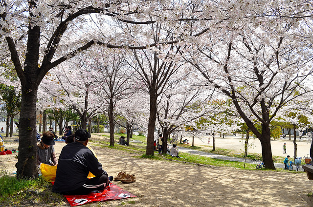 2014大阪賞櫻 自助旅行