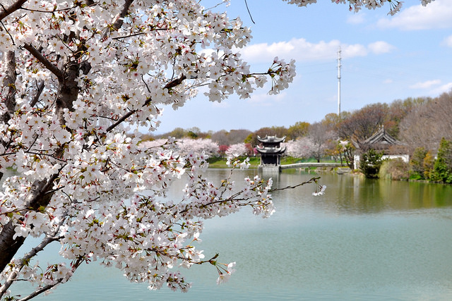 2014大阪賞櫻 自助旅行