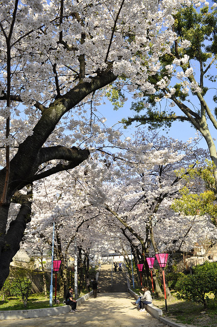 2014大阪賞櫻 自助旅行