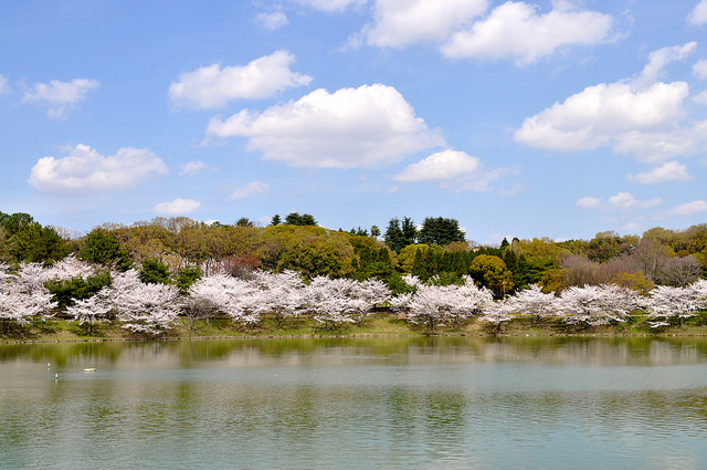 2014大阪賞櫻 自助旅行