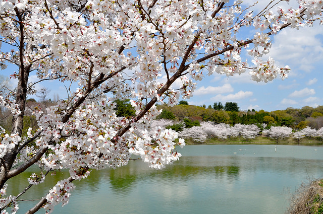 2014大阪賞櫻 自助旅行