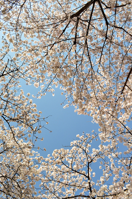 2014大阪賞櫻 自助旅行