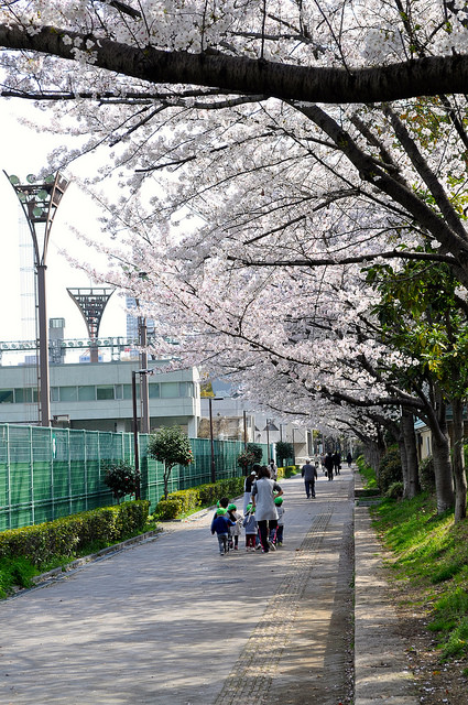 2014大阪賞櫻 自助旅行