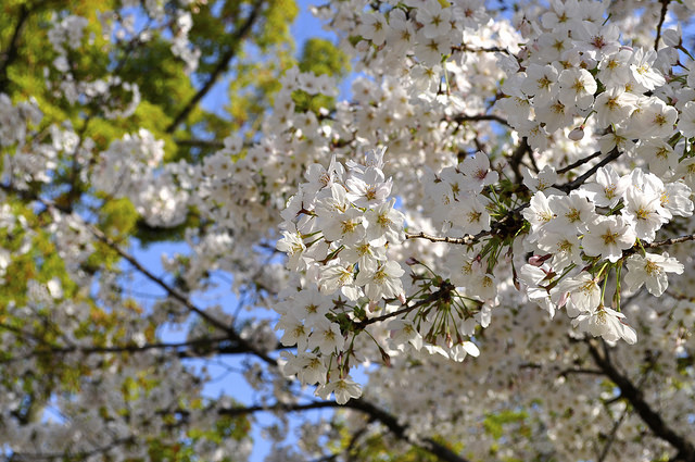 2014大阪賞櫻 自助旅行