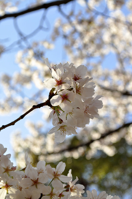 2014大阪賞櫻 自助旅行