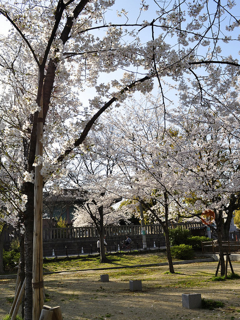 2014大阪賞櫻 自助旅行