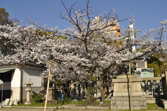 2014大阪賞櫻 自助旅行