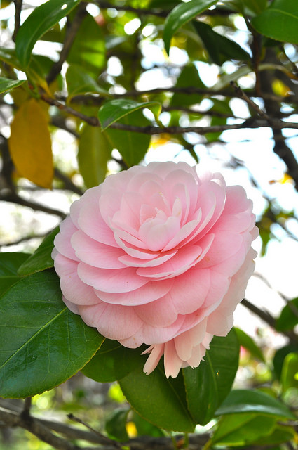 2014大阪賞櫻 自助旅行