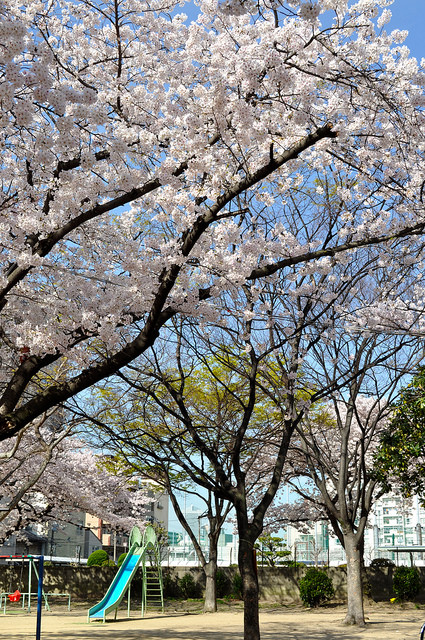 2014大阪賞櫻 自助旅行