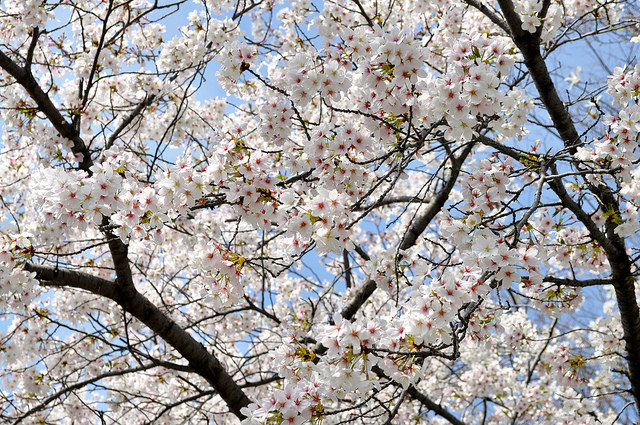 2014大阪賞櫻 自助旅行