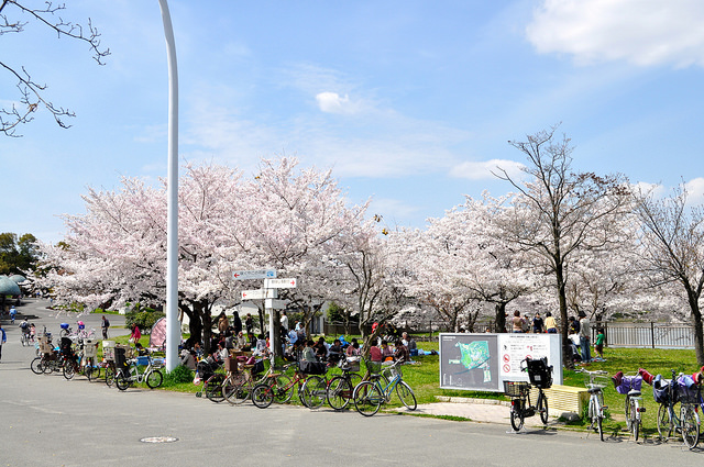 2014大阪賞櫻 自助旅行