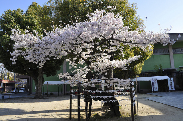 2014大阪賞櫻 自助旅行