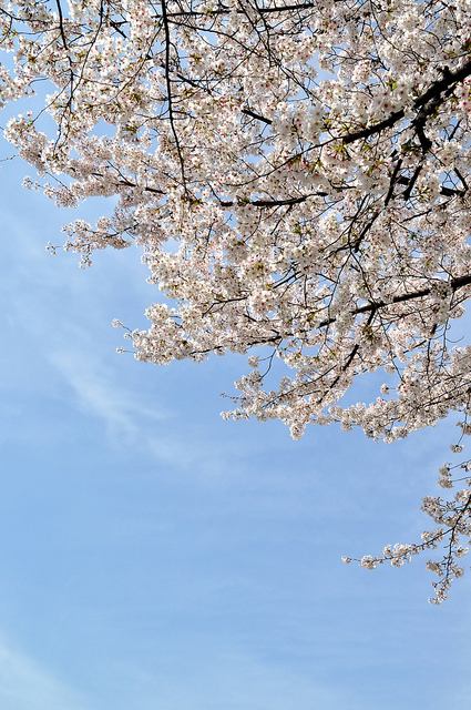 2014大阪賞櫻 自助旅行