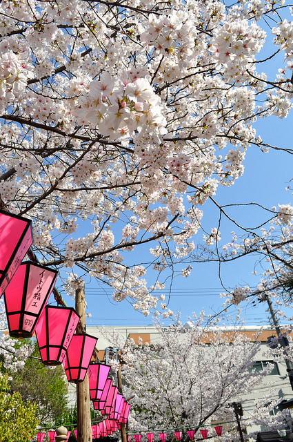 2014大阪賞櫻 自助旅行