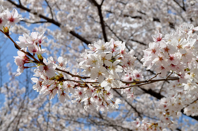 2014大阪賞櫻 自助旅行