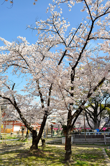 2014大阪賞櫻 自助旅行