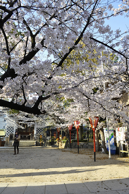 2014大阪賞櫻 自助旅行