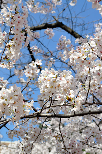 2014大阪賞櫻 自助旅行