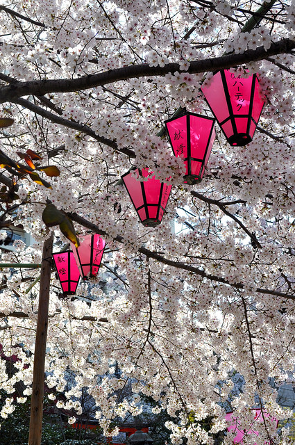 2014大阪賞櫻 自助旅行