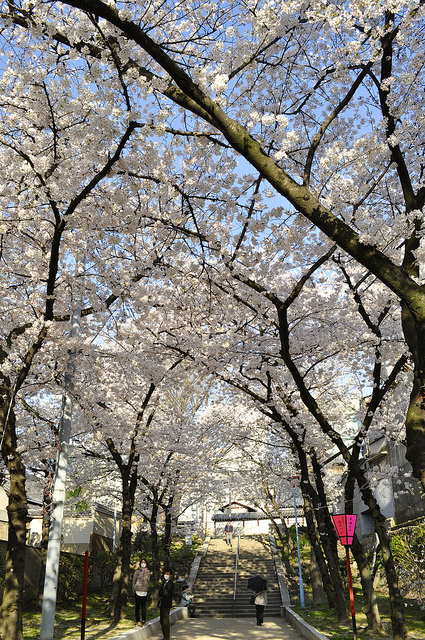 2014大阪賞櫻 自助旅行