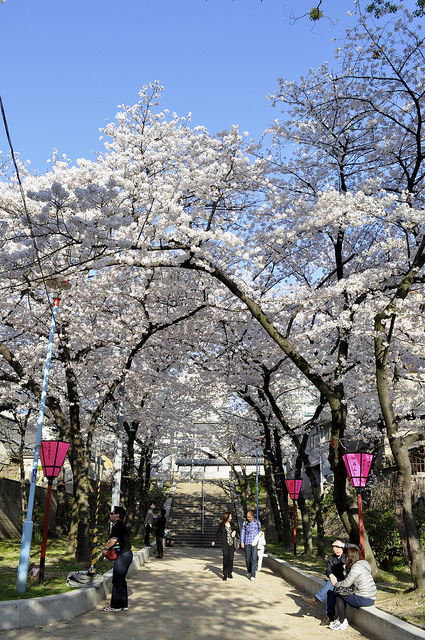 2014大阪賞櫻 自助旅行