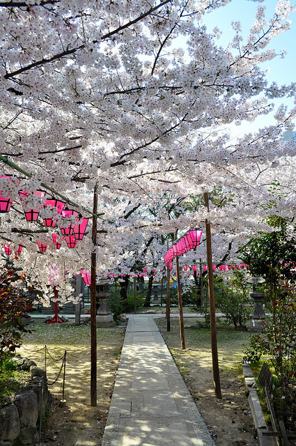 2014大阪賞櫻 自助旅行