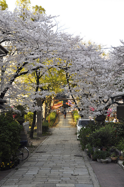 2014大阪賞櫻 自助旅行