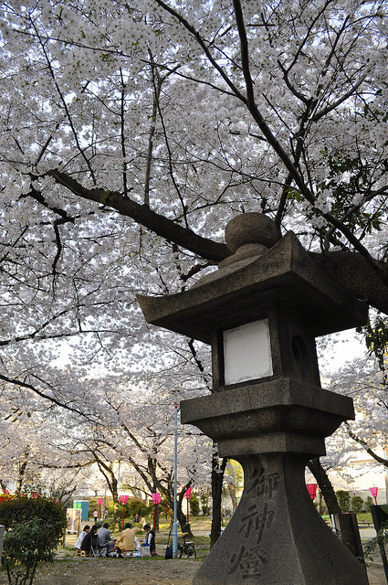 2014大阪賞櫻 自助旅行