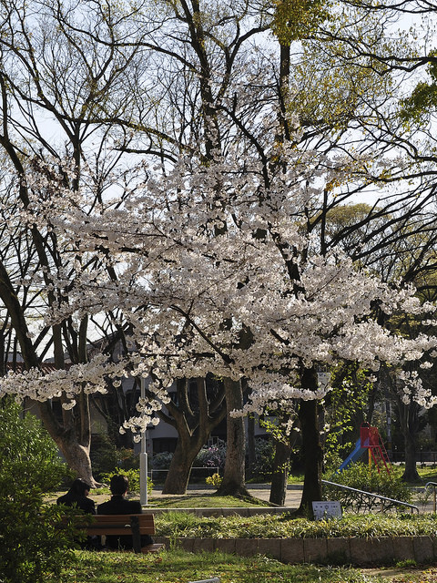 2014大阪賞櫻 自助旅行