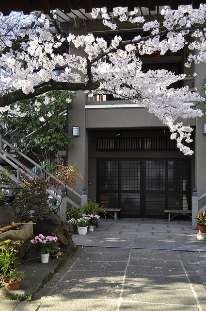 2014大阪賞櫻 自助旅行