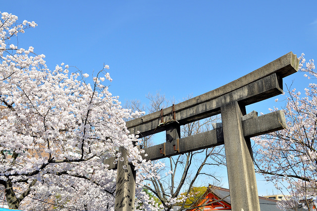 2014大阪賞櫻 自助旅行