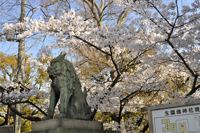 2014大阪賞櫻 自助旅行