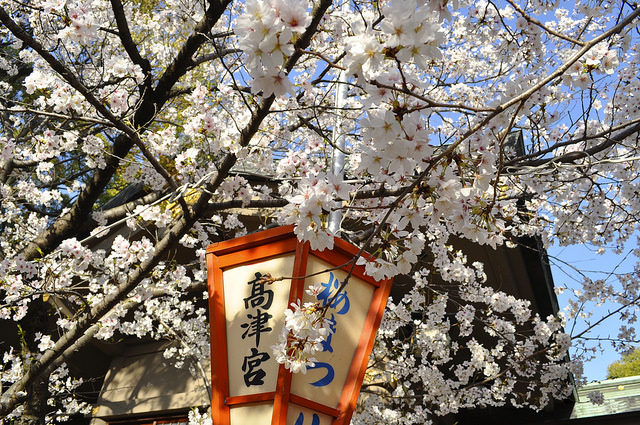 2014大阪賞櫻 自助旅行