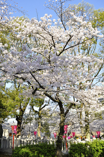 2014大阪賞櫻 自助旅行