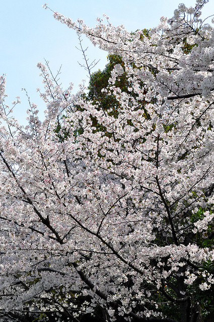 2014大阪賞櫻 自助旅行