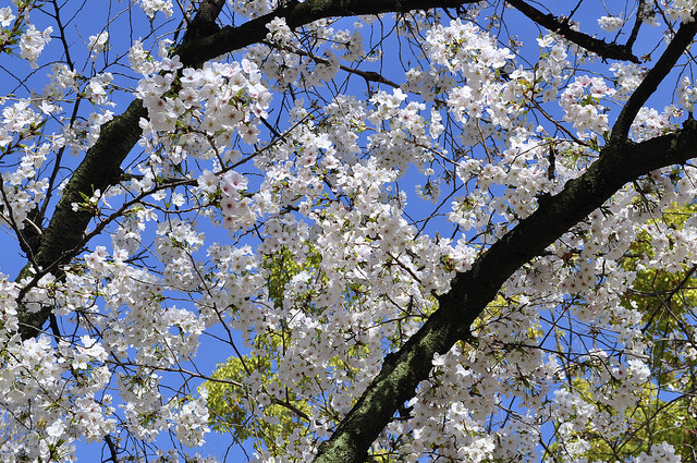 2014大阪賞櫻 自助旅行