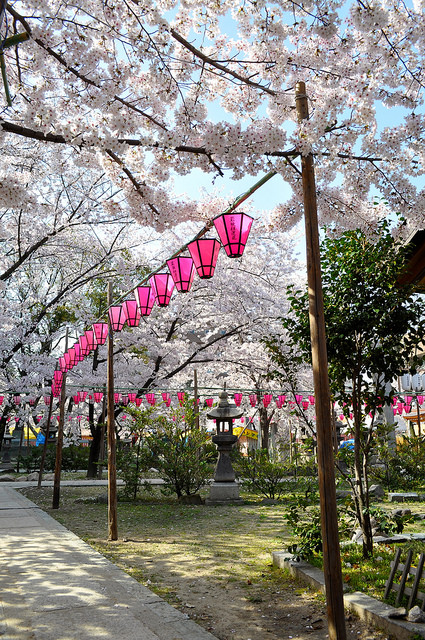 2014大阪賞櫻 自助旅行