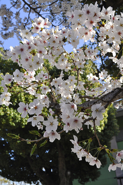 2014大阪賞櫻 自助旅行