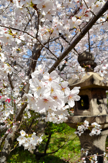 2014大阪賞櫻 自助旅行
