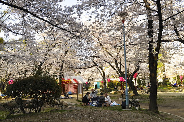 2014大阪賞櫻 自助旅行