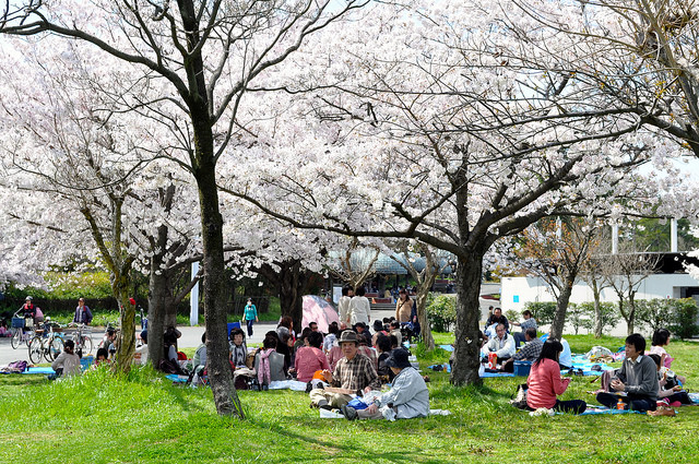 2014大阪賞櫻 自助旅行