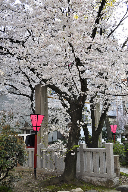 2014大阪賞櫻 自助旅行
