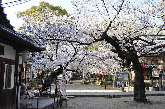 2014大阪賞櫻 自助旅行
