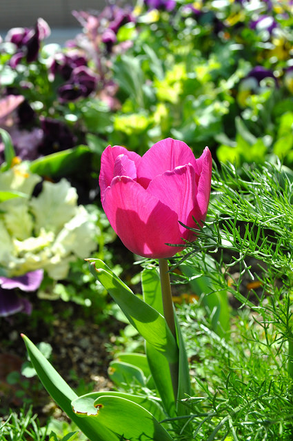 2014大阪賞櫻 自助旅行